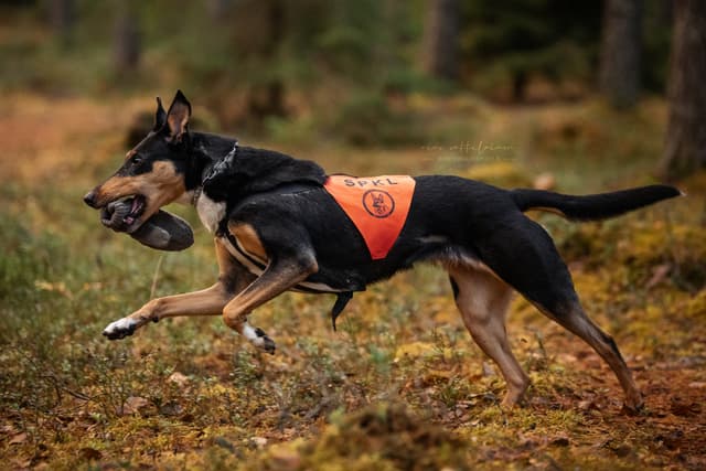 Varga noutaa esinettä esineruudussa