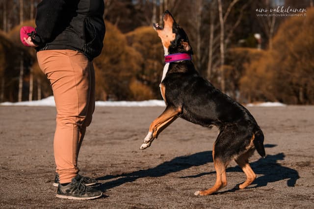 Varga haukkuu ohjaajalle