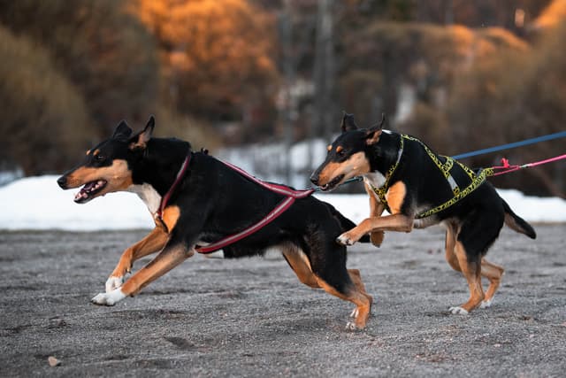 Varga ja Leica vetää vetovaljaissa