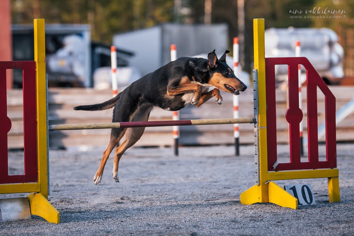 © Aino Vakkilainen